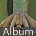 Album Castniidae <!--hidden-->